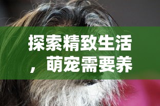 探索精致生活，萌宠需要养游戏：如何合理安排宠物游戏时间为其创造全方位健康环境