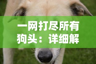 深度探索：'带我回家'俄罗斯版——如何在异国找到生活的归属与思乡情怀的表达