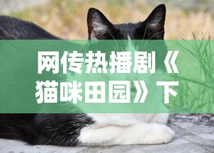 网传热播剧《猫咪田园》下架了吗?官方急需回应解读影片是否真的中止