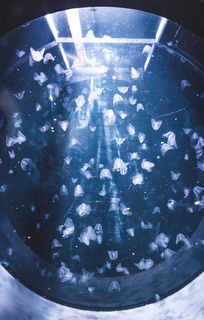 (启明的战歌是什么)启明幻歌阵容全解析：角色搭配、技能优势与战术策略详解