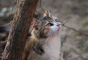 (轩辕剑之汉之云剧情介绍电视猫)轩辕剑之汉之云是一部结合了历史、神话和科幻元素的电视剧，改编自台湾游戏公司大宇资讯的同名游戏。该剧讲述了在汉末三国时期，主角刘秀和他的伙伴们在探寻轩辕剑秘密的过程中，与各种神秘势力展开斗争，最终揭开历史和神话之谜的故事。以下是对该剧剧情的补充内容，以及多元化的分析介绍。