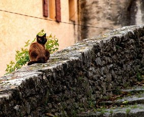 (猫之城角色强度2024)猫之城，探索奇幻世界的秘密