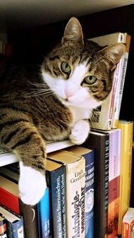 (猫咪的点心小说)猫猫点心铺作为一款深受玩家喜爱的模拟经营类游戏，不仅考验玩家的经营策略，还融入了丰富的角色扮演元素。以下是一篇关于猫猫点心铺游戏补充内容的原创文章，共计1402个字。