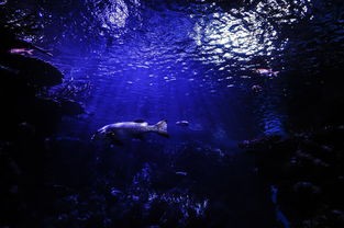 (死气之炎属性测试)死气之炎，属性形态对比与深度解析