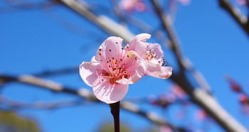 (三生三世十里桃花腾讯怎么看不了)三生三世十里桃花，腾讯补充内容的多元解读与问题探讨