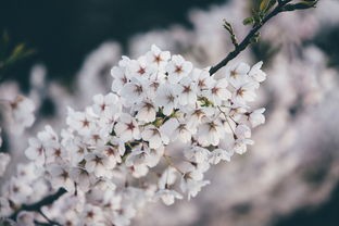 (三生三世十里桃花腾讯怎么看不了)三生三世十里桃花，腾讯补充内容的多元解读与问题探讨