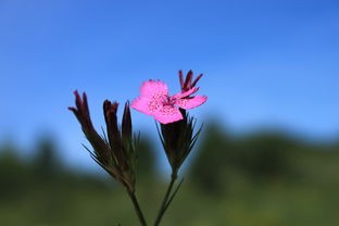 (弹力果冻怪力猫改装搭配人物)弹力果冻怪力猫剑，探索神奇生物与神秘力量的奇幻之旅