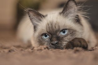 (猫咪闻到臭味会呕吐吗)猫咪闻到异味会产生呕吐吗？探究猫咪呕吐的奥秘