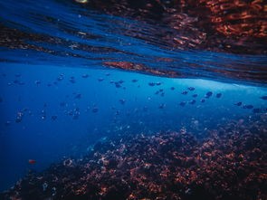 (问山海悟空攻略最新版)问山海悟空，探寻中国神话中的神秘生物