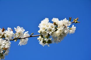 (破镜不能重圆,枯木可以逢春)破镜重圆的现代释义与多元分析