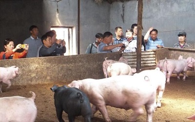 养猪致富新农村免广告国际版下载新版安装包-养猪致富新农村免广告下载中文版v.0.99